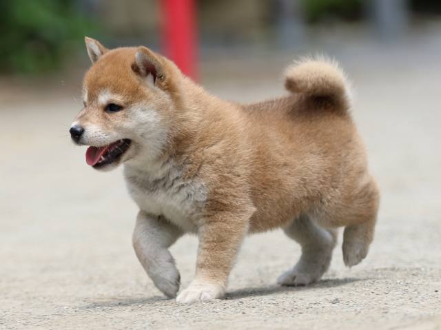 FP5A6673-puppy FP5A6673-puppy