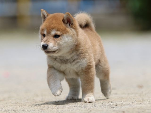 FP5A6766-puppy FP5A6766-puppy
