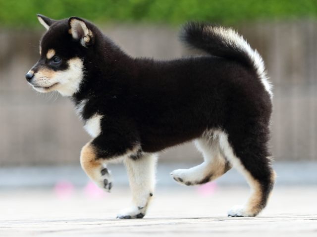 FP5A7380-puppy FP5A7380-puppy