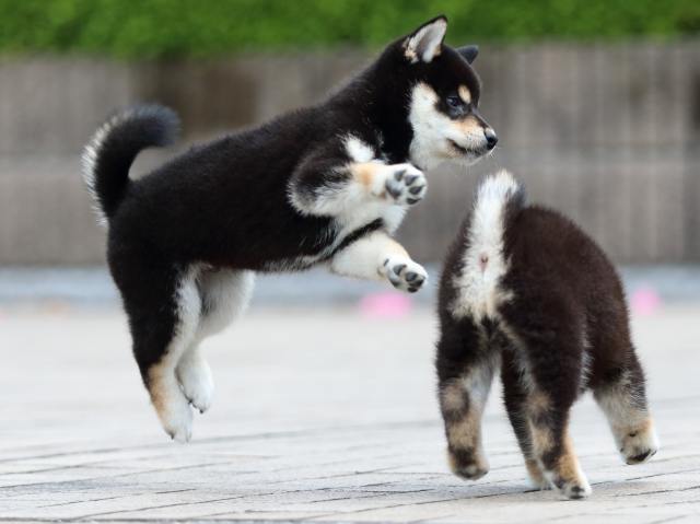 FP5A7495-puppy FP5A7495-puppy