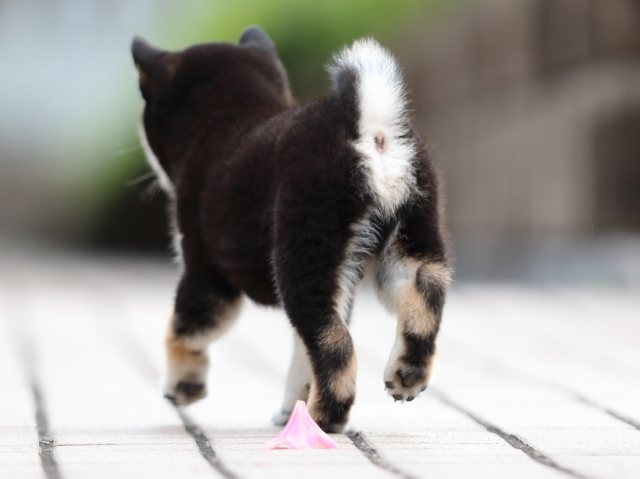 FP5A7601-puppy FP5A7601-puppy