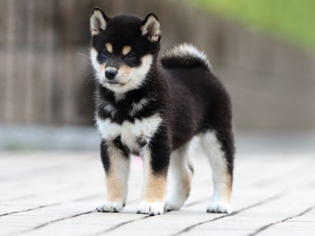 FP5A7627-puppy FP5A7627-puppy