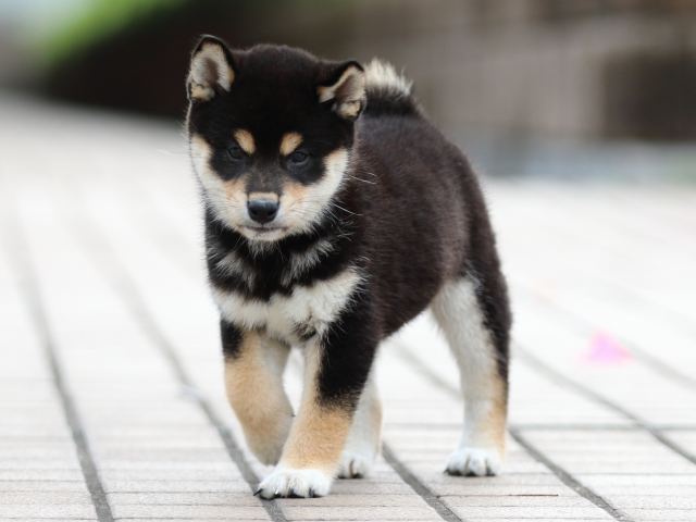 FP5A7674-puppy FP5A7674-puppy