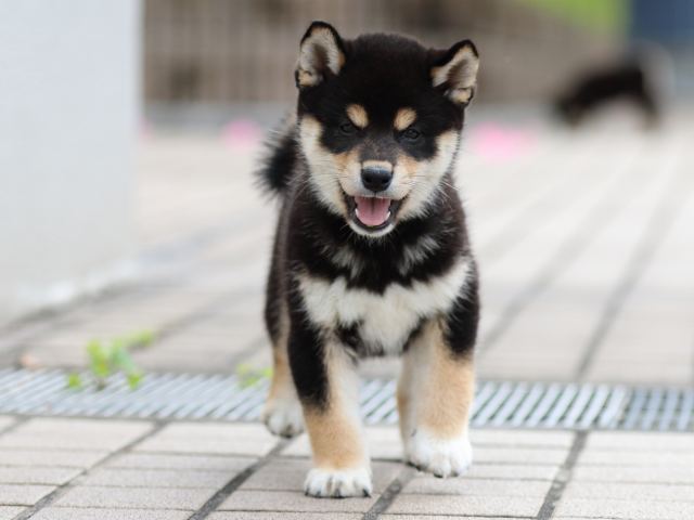 FP5A7685-puppy FP5A7685-puppy