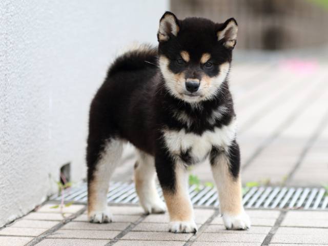 FP5A7722-puppy FP5A7722-puppy
