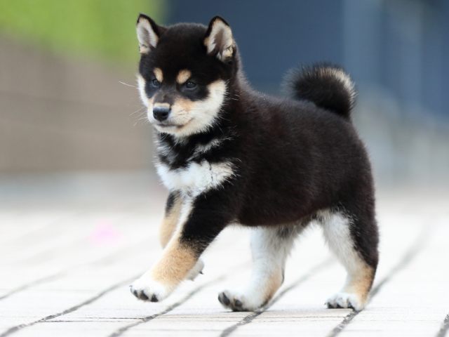 FP5A7774-puppy FP5A7774-puppy