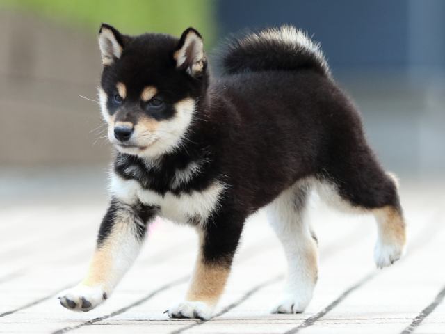 FP5A7775-puppy FP5A7775-puppy