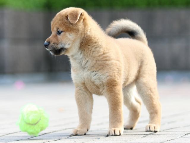 FP5A7885-puppy FP5A7885-puppy