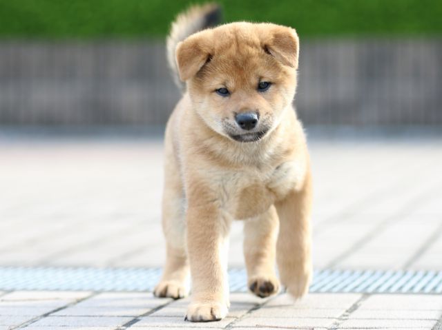 FP5A7896-puppy FP5A7896-puppy