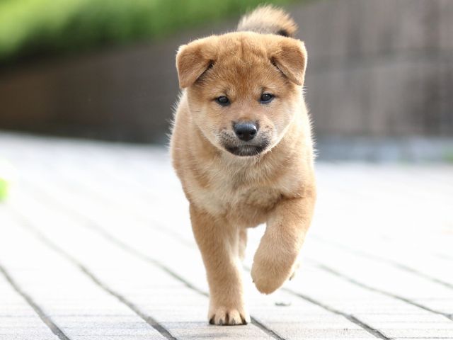 FP5A7903-puppy FP5A7903-puppy