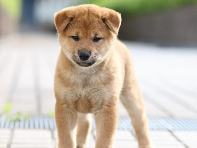 FP5A7972-puppy FP5A7972-puppy