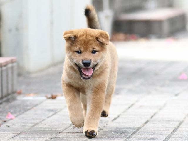 FP5A7998-puppy FP5A7998-puppy