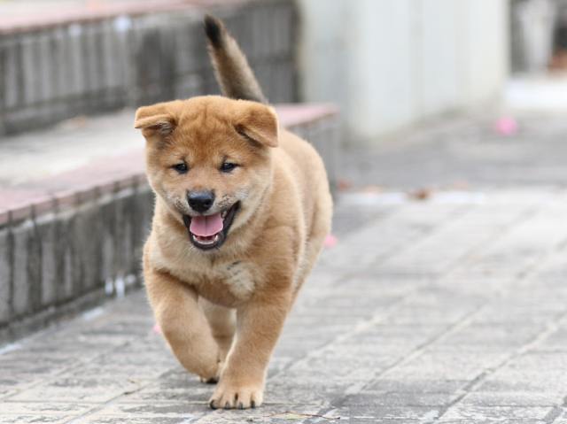 FP5A8003-puppy FP5A8003-puppy