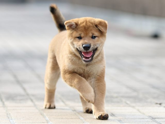 FP5A8115-puppy FP5A8115-puppy