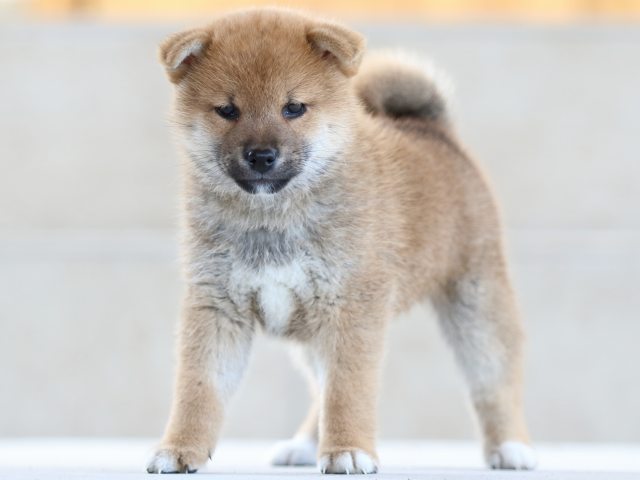 FP5A8320-puppy FP5A8320-puppy