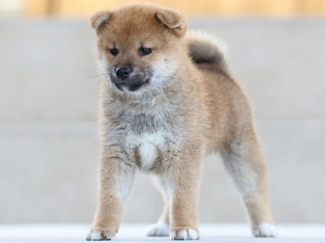 FP5A8324-puppy FP5A8324-puppy