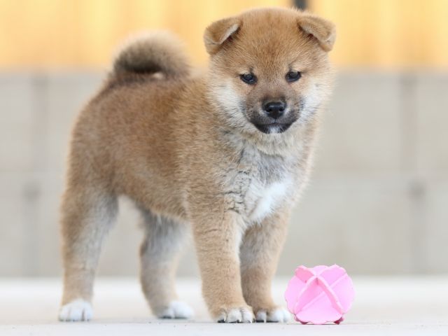 FP5A8358-puppy FP5A8358-puppy