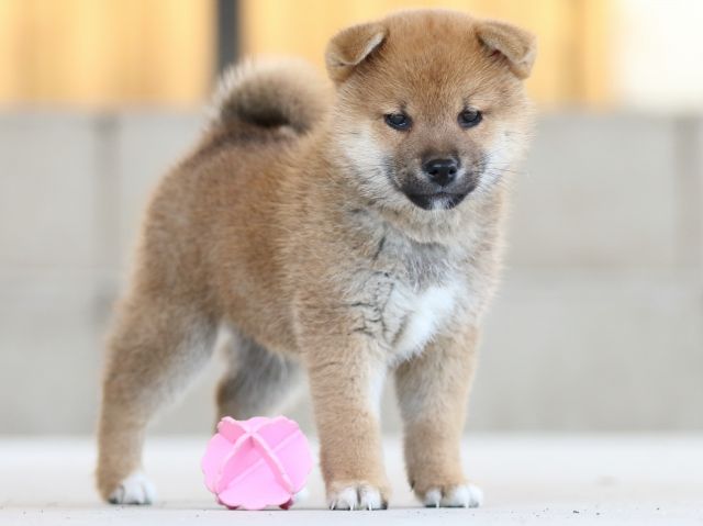 FP5A8366-puppy FP5A8366-puppy