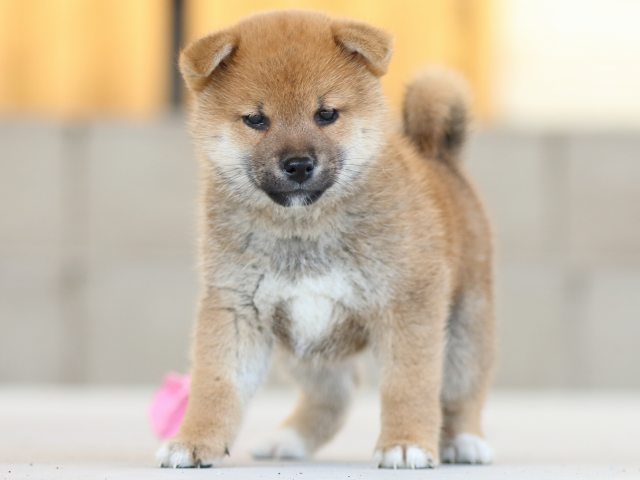 FP5A8374-puppy FP5A8374-puppy