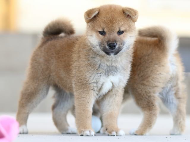 FP5A8394-puppy FP5A8394-puppy