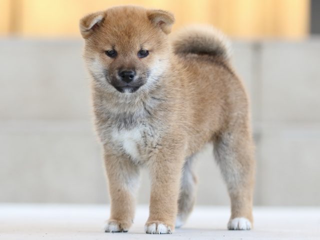 FP5A8417-puppy FP5A8417-puppy