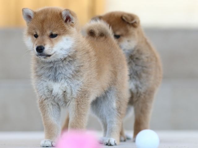 FP5A8427-puppy FP5A8427-puppy