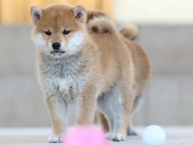 FP5A8428-puppy FP5A8428-puppy