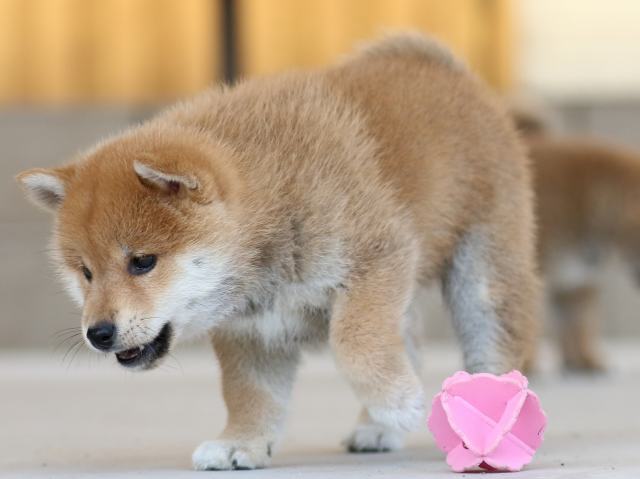 FP5A8442-puppy FP5A8442-puppy