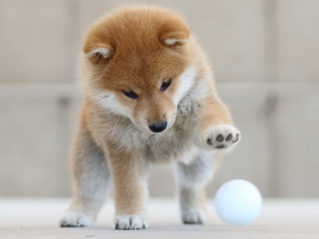 FP5A8463-puppy FP5A8463-puppy