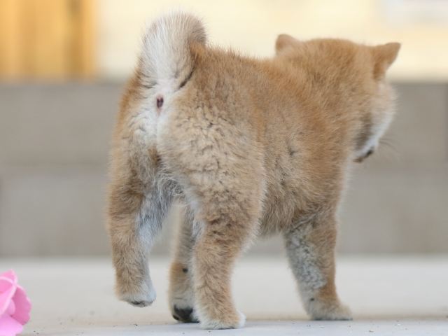 FP5A8489-puppy FP5A8489-puppy