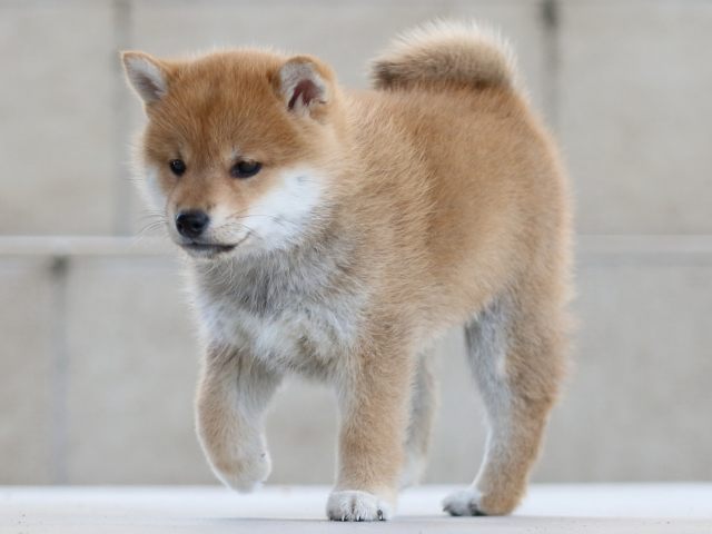 FP5A8508-puppy FP5A8508-puppy