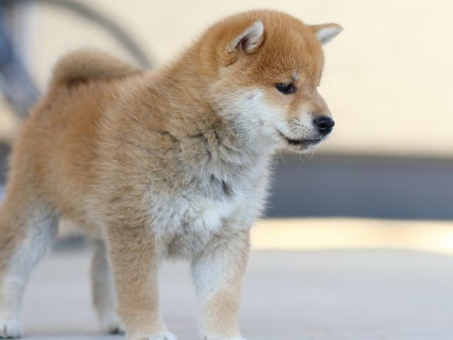 FP5A8527-puppy FP5A8527-puppy
