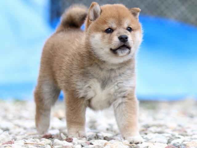 FP5A9396-puppy FP5A9396-puppy