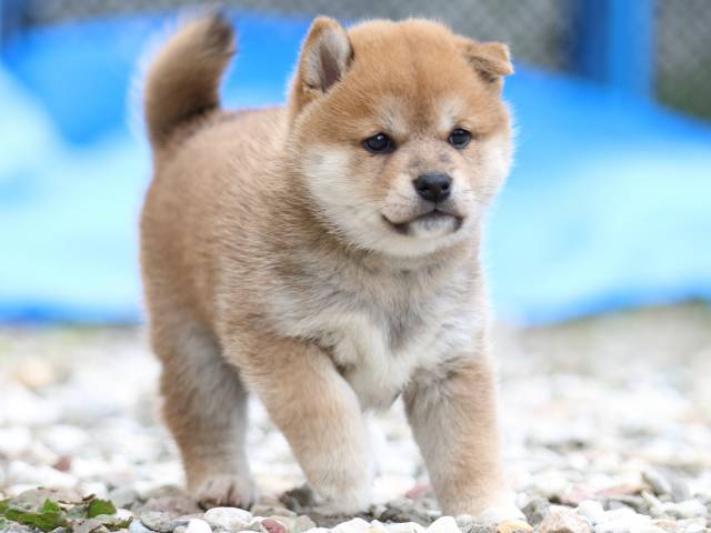 FP5A9408-puppy FP5A9408-puppy