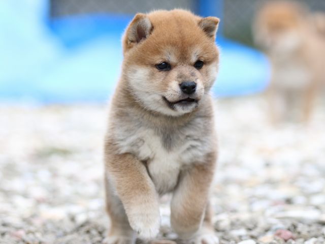FP5A9413-puppy FP5A9413-puppy