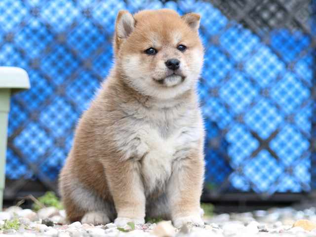 FP5A9452-puppy FP5A9452-puppy