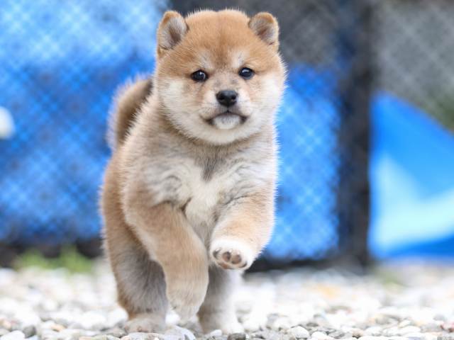 FP5A9461-puppy FP5A9461-puppy