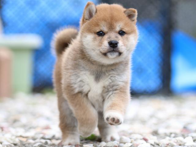FP5A9466-puppy FP5A9466-puppy