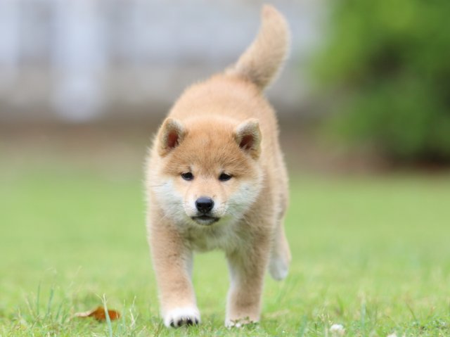 FP5A9469-puppy FP5A9469-puppy