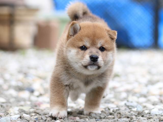 FP5A9471-puppy FP5A9471-puppy