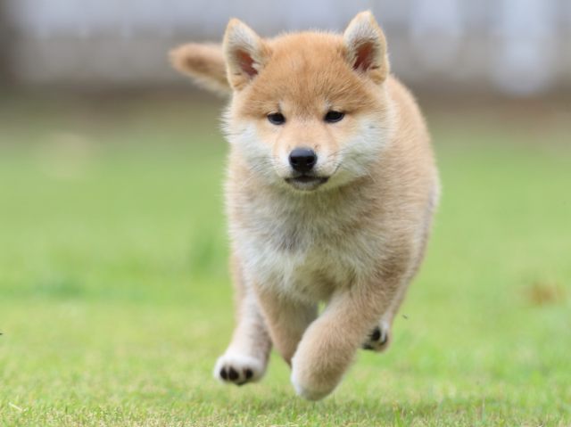 FP5A9474-puppy FP5A9474-puppy