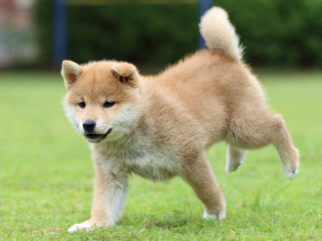 FP5A9485-puppy FP5A9485-puppy