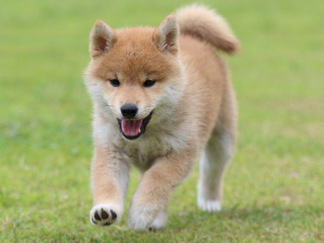 FP5A9522-puppy FP5A9522-puppy