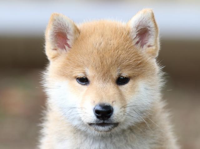 FP5A9553-puppy FP5A9553-puppy