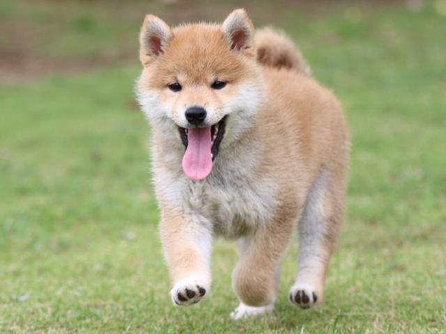 FP5A9562-puppy FP5A9562-puppy