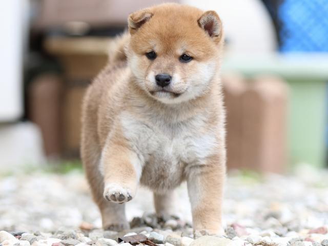 FP5A9565-puppy FP5A9565-puppy