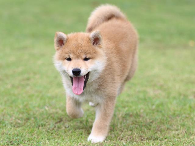 FP5A9567-puppy FP5A9567-puppy