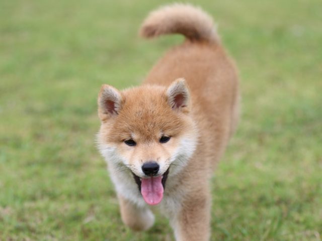 FP5A9573-puppy FP5A9573-puppy