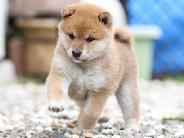 FP5A9580-puppy FP5A9580-puppy