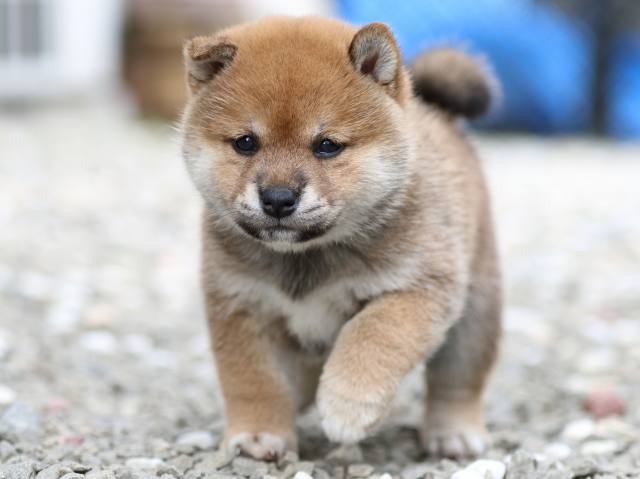 FP5A9725-puppy FP5A9725-puppy
